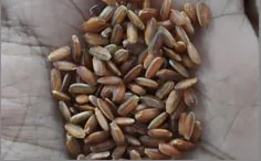 Raw Matta Rice