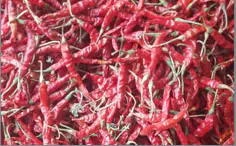 Teja Best Red Chilli