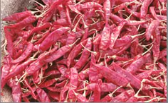 Sanam Best Red Chilli