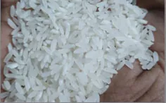 Sona Masoori Raw Rice