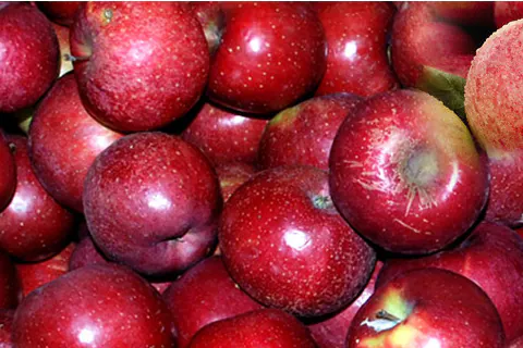 Apple Pulp / Puree