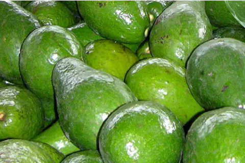 Avocado Pulp / Puree