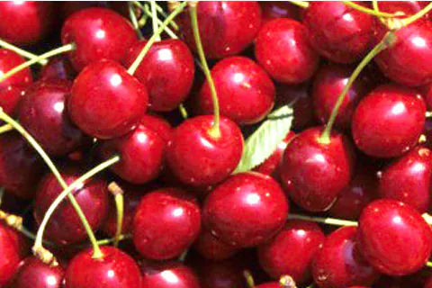 Cherry Pulp / Puree