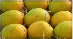 Alphonso Mango Pulp / Puree