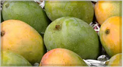 Kesar Mango Pulp / Puree