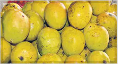 Ratnagiri Alphonso Mango Pulp / Puree