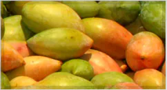 Totapuri Mango Pulp / Puree