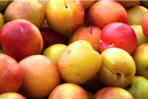 Plums Pulp / Puree