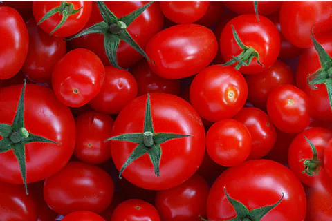 Tomato Pulp / Puree