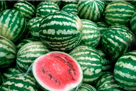 Watermelon Pulp / Puree
